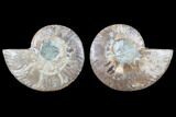 Cut & Polished Ammonite Fossil - Agatized #82268-1